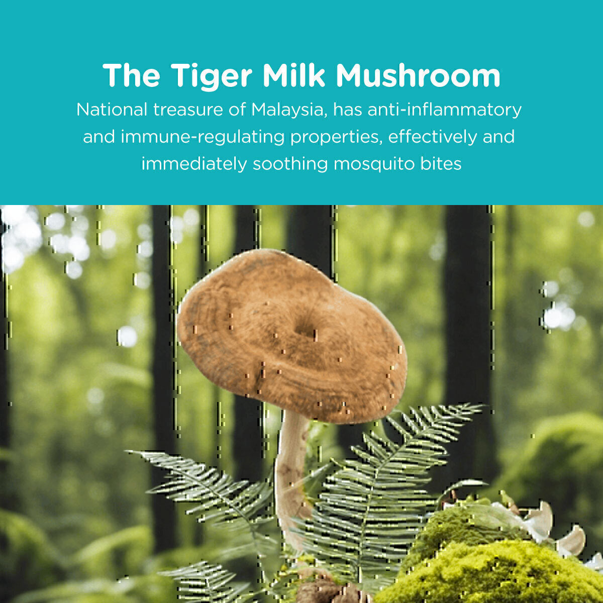 Agabom Tiger Milk Mushroom Repellent and Soothing Mist (100ml/Bottle)